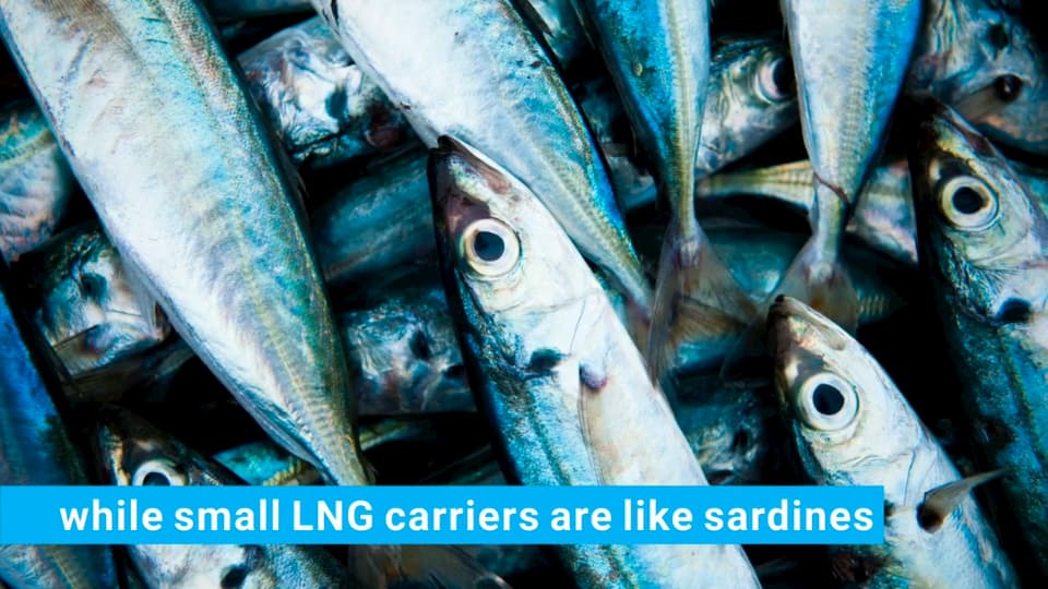 Small vs Big LNG carriers- sardines and whales #LNG